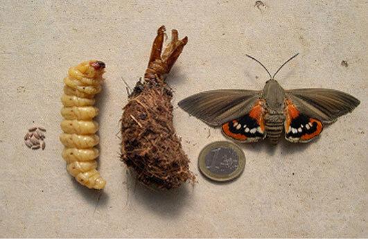 Πεταλούδα των φοινικοειδών Paysandisia archon  ΑΠΕΝΤΟΜΩΣΕΙΣ