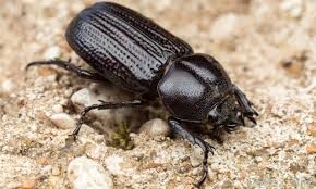 Black carpet beetle  ΑΠΕΝΤΟΜΩΣΕΙΣ