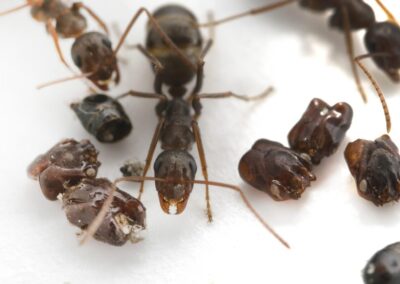 Μυρμήγκια  ΑΠΕΝΤΟΜΩΣΕΙΣ